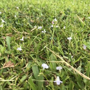 Đi chơi công viên 1 - Mầm non yêu con nít quận 7